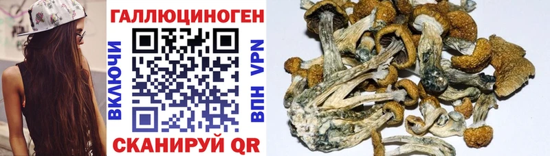 Псилоцибиновые грибы Cubensis хочу Протвино